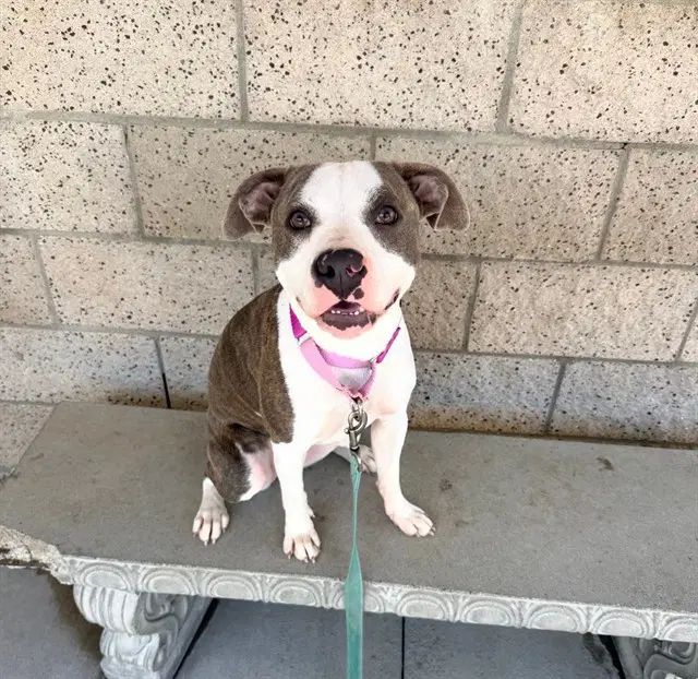 Panda - Pit Bull Terrier