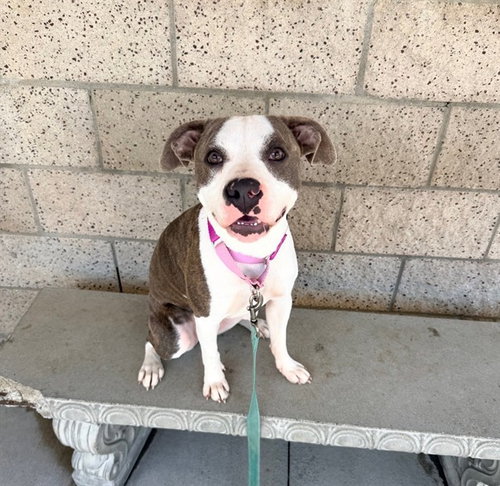 picture of the dog needing adoption