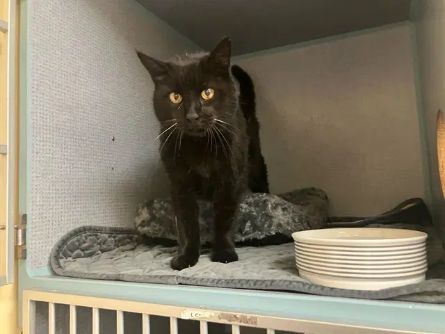 Tuna - Domestic Short Hair