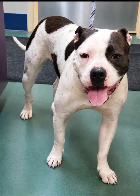 Topanga - Pit Bull Terrier