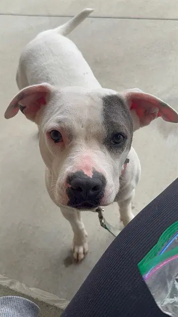 Ziggy - Pit Bull Terrier