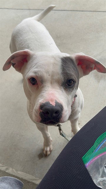 picture of the dog needing adoption