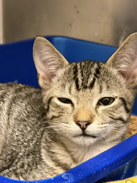 Crust - Domestic Short Hair
