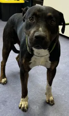Gumbo - Rottweiler