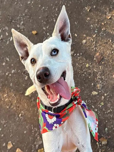 Juniper - Queensland Heeler