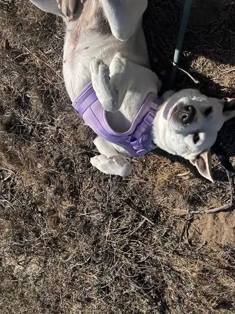 Juniper - Queensland Heeler
