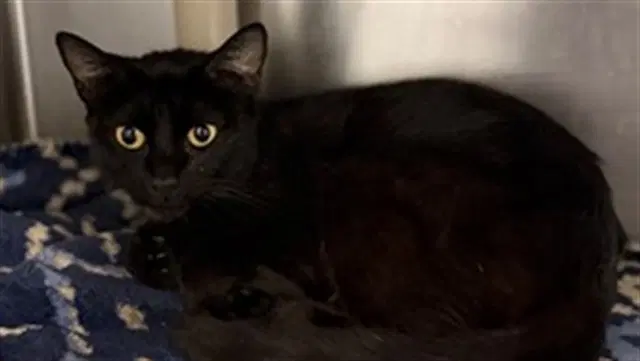 Estela - Domestic Short Hair