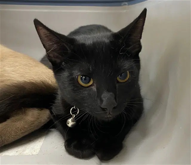 Pink - Domestic Short Hair