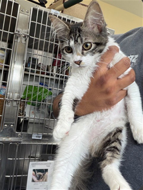 picture of the cat needing adoption