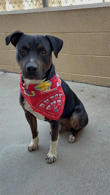Gumbo - Rottweiler