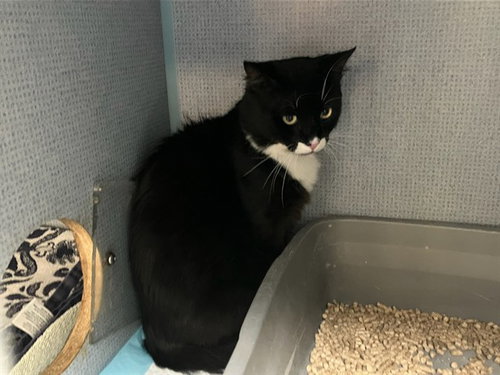 picture of the cat needing adoption