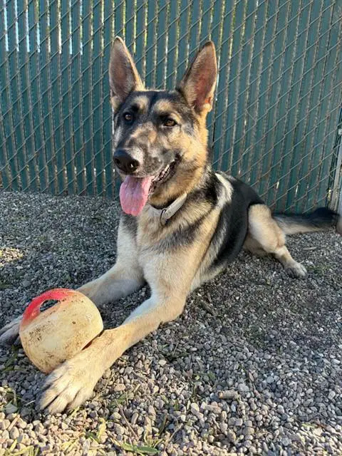 Trixie - German Shepherd Dog