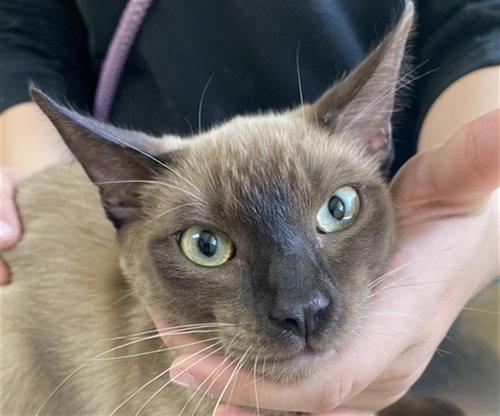 picture of the cat needing adoption