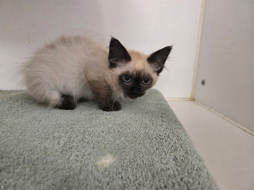 picture of the cat needing adoption