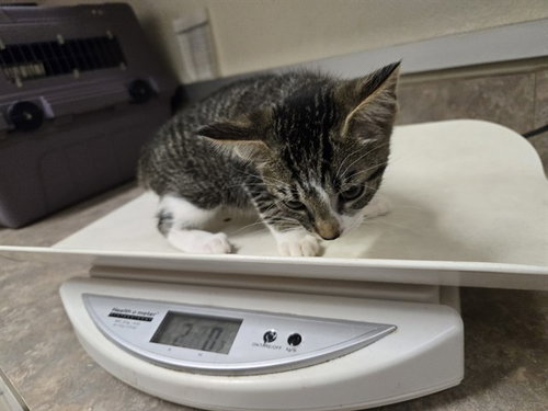 picture of the cat needing adoption