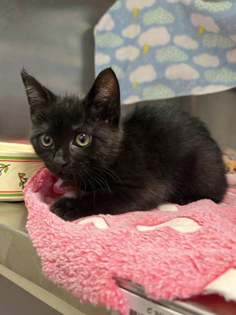 picture of the cat needing adoption