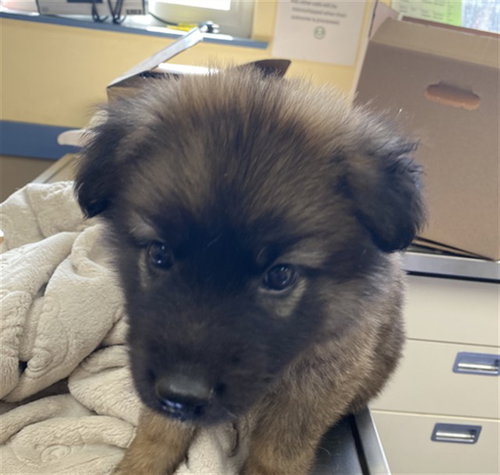 picture of the dog needing adoption