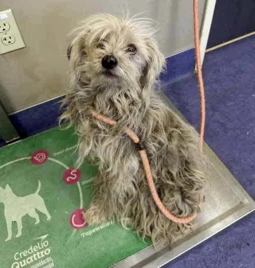 Mr Noodle - Poodle (Miniature)
