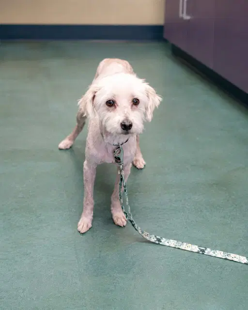 Mr Noodle - Poodle (Miniature)