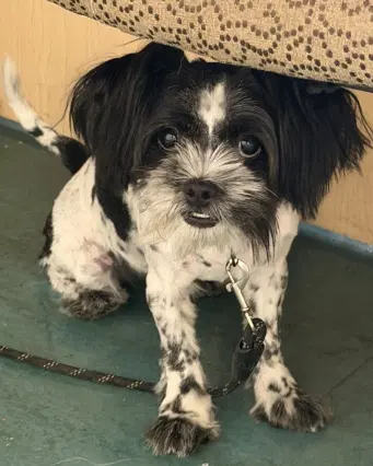 Cupcake - Poodle (Miniature)