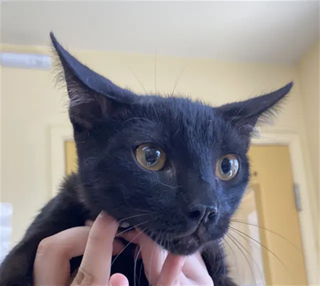 Grayson - Domestic Short Hair