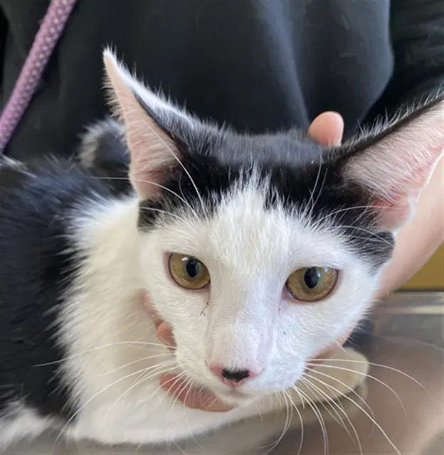Tater - Domestic Short Hair