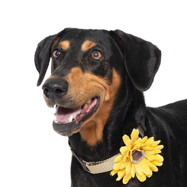 Wednesday - Doberman Pinscher