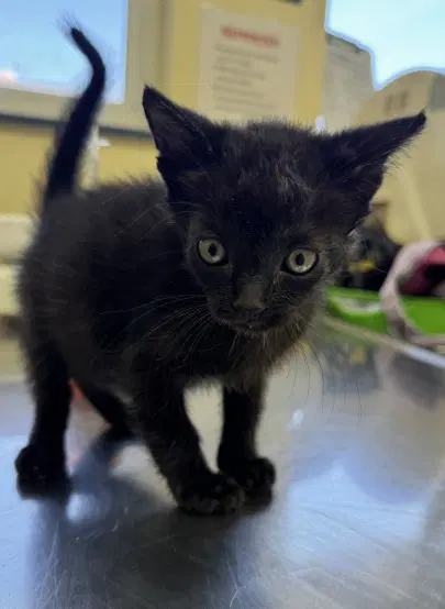 Dante - Domestic Short Hair