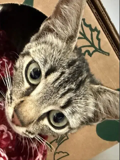 Ruby - Domestic Short Hair