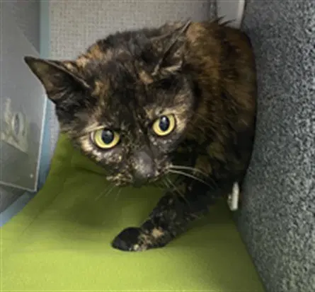 Heidi - Domestic Short Hair