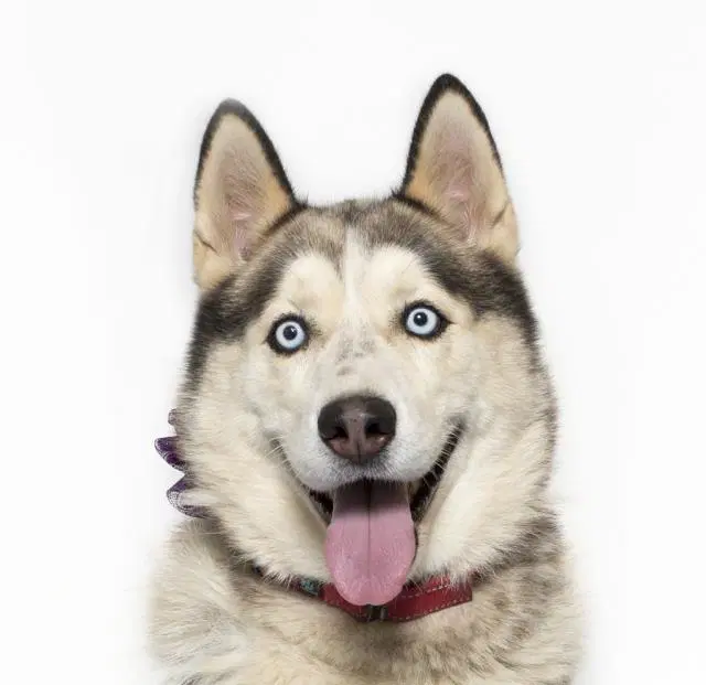 Jackie - Siberian Husky