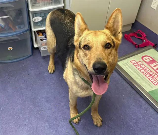 Daisy - German Shepherd Dog