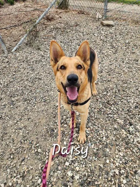 Daisy - German Shepherd Dog