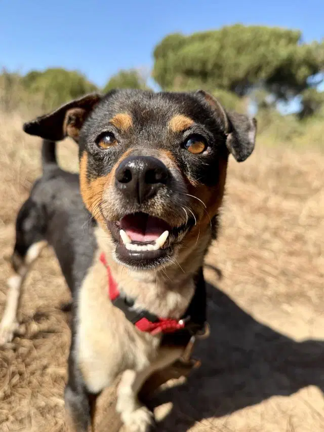 Hugo - Chihuahua