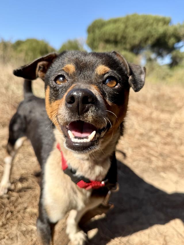 Hugo