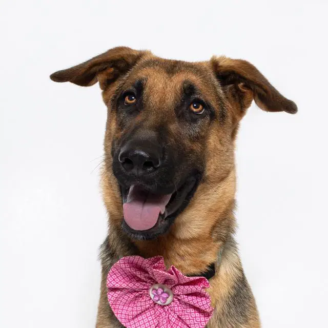 Klara - German Shepherd Dog