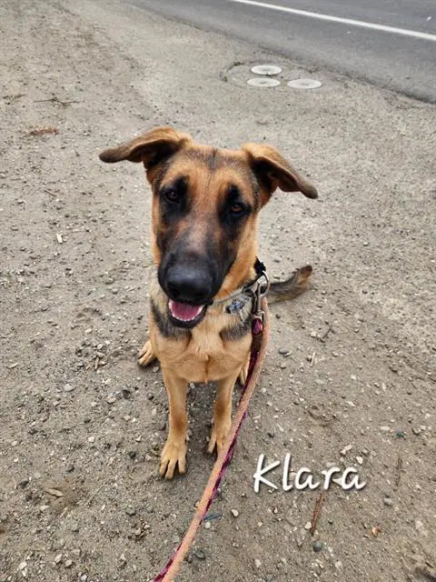 Klara - German Shepherd Dog