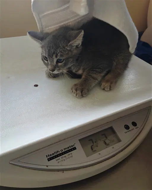 Unknown - Domestic Short Hair
