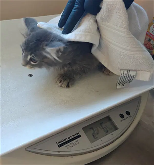 Unknown - Domestic Medium Hair