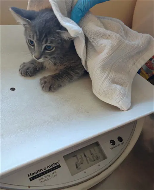 Unknown - Domestic Short Hair