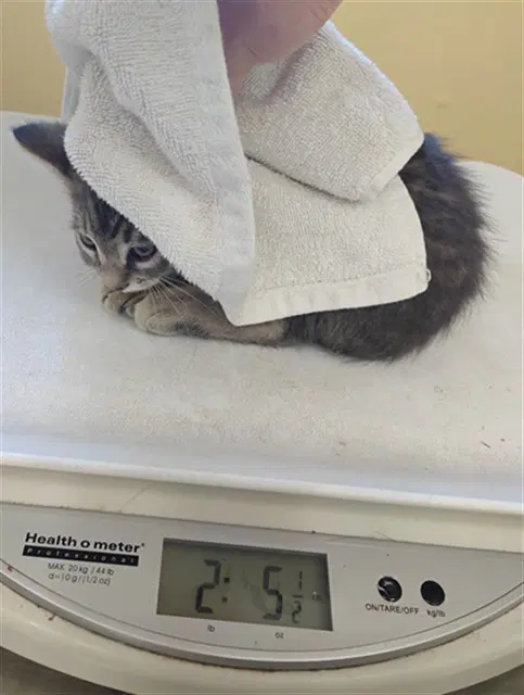 Unknown - Domestic Short Hair