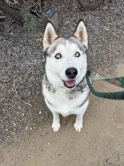 Jackie - Siberian Husky