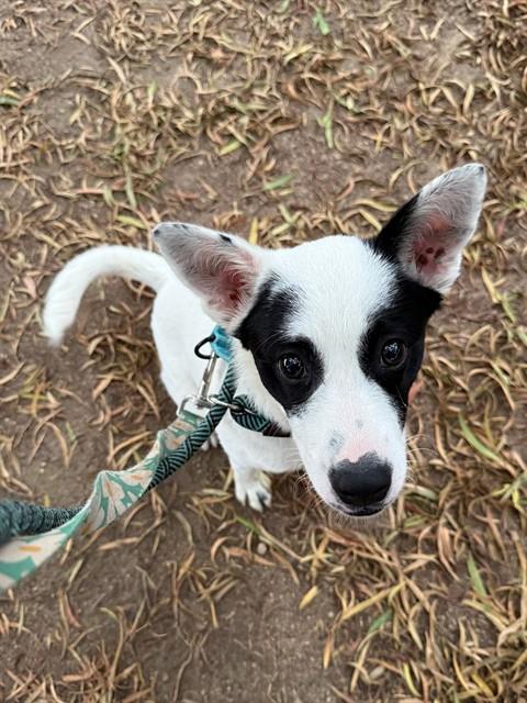 Cookie, Queensland Heeler / Border Collie / Mixed (medium coat)