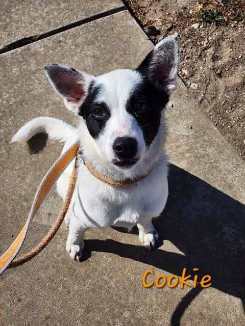 Cookie - Queensland Heeler