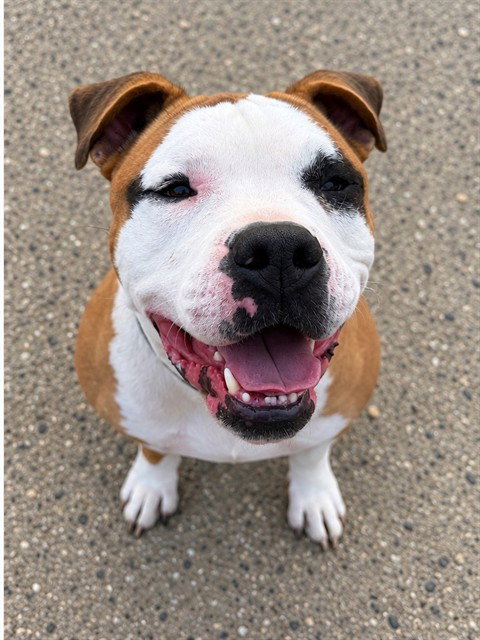 SCRAPPY DOO, a dog for adoption from Santa Barbara County Animal Services - Lompoc