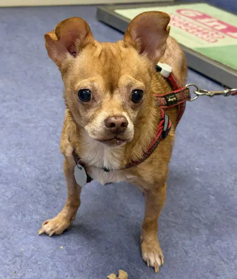 Chico - Chihuahua