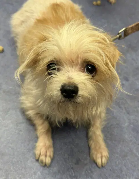 Sugar - Shih Tzu