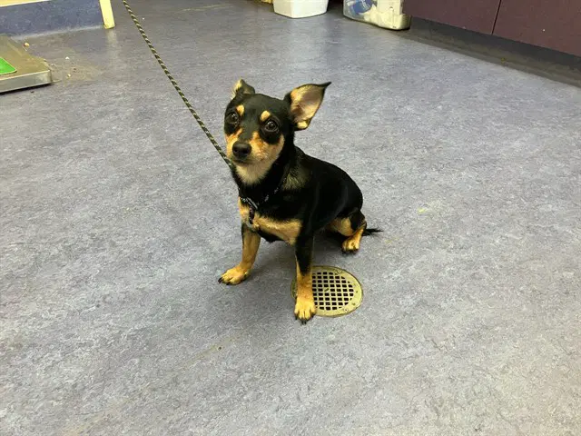 Fleur - Chihuahua