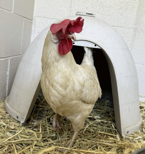 LUCILLE, a poultry for adoption from Santa Barbara County Animal Services - Lompoc