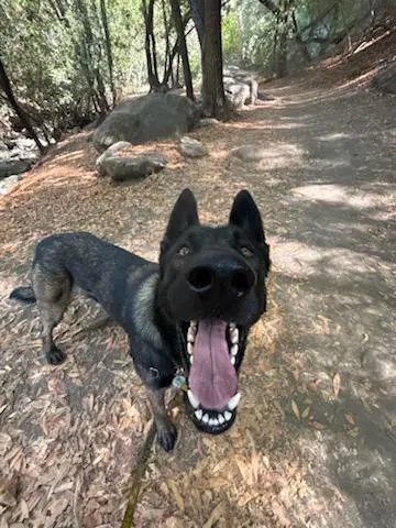 Champ - Dutch Shepherd